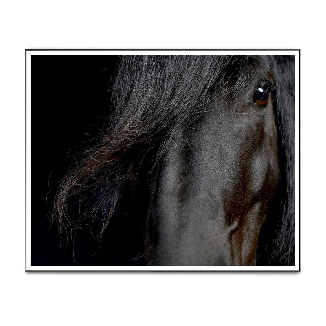 Roelof the Black Friesian Horse No.3