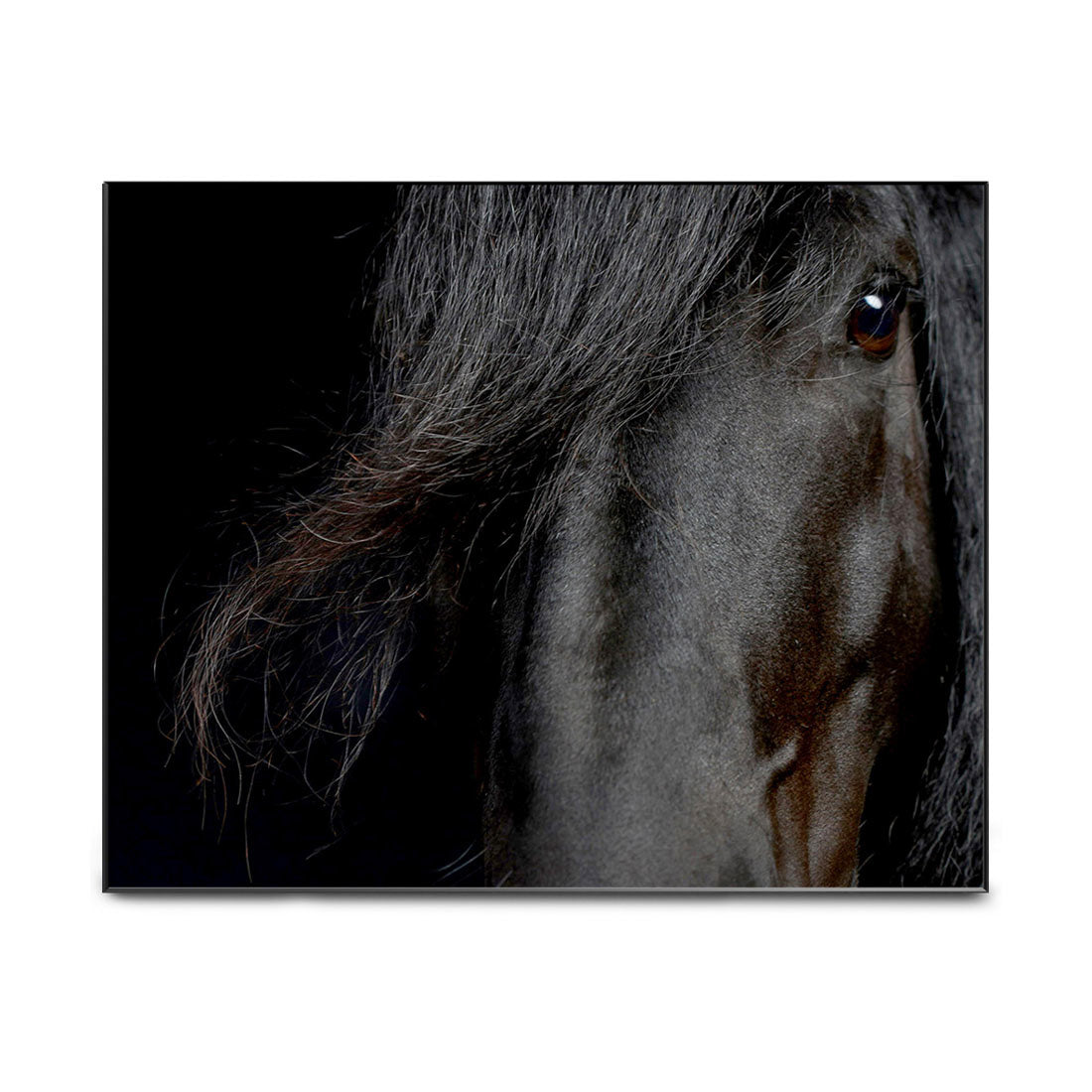 Roelof the Black Friesian Horse No.3