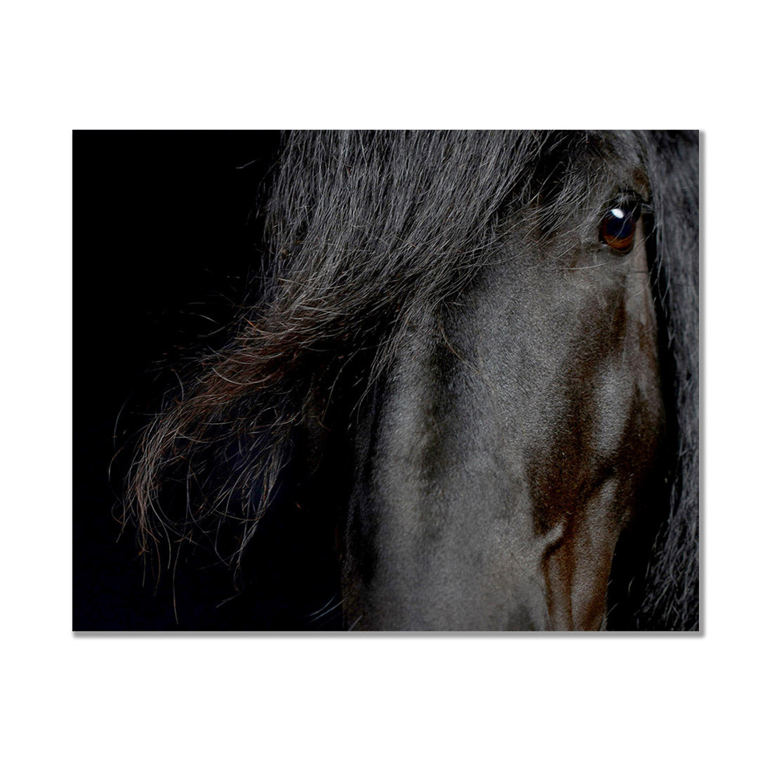 Roelof the Black Friesian Horse No.3