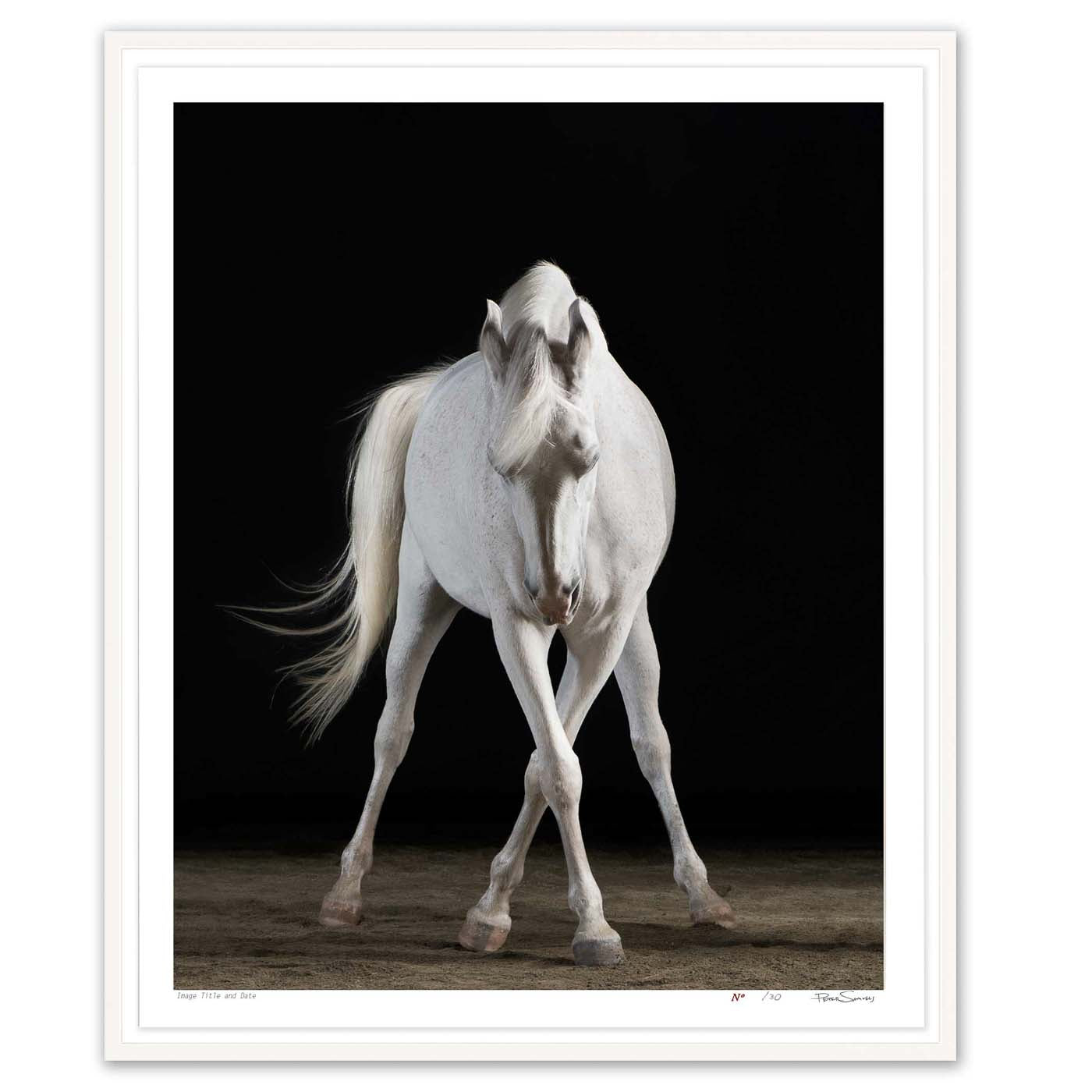 Cam the Arabian in Side Pass No. 2