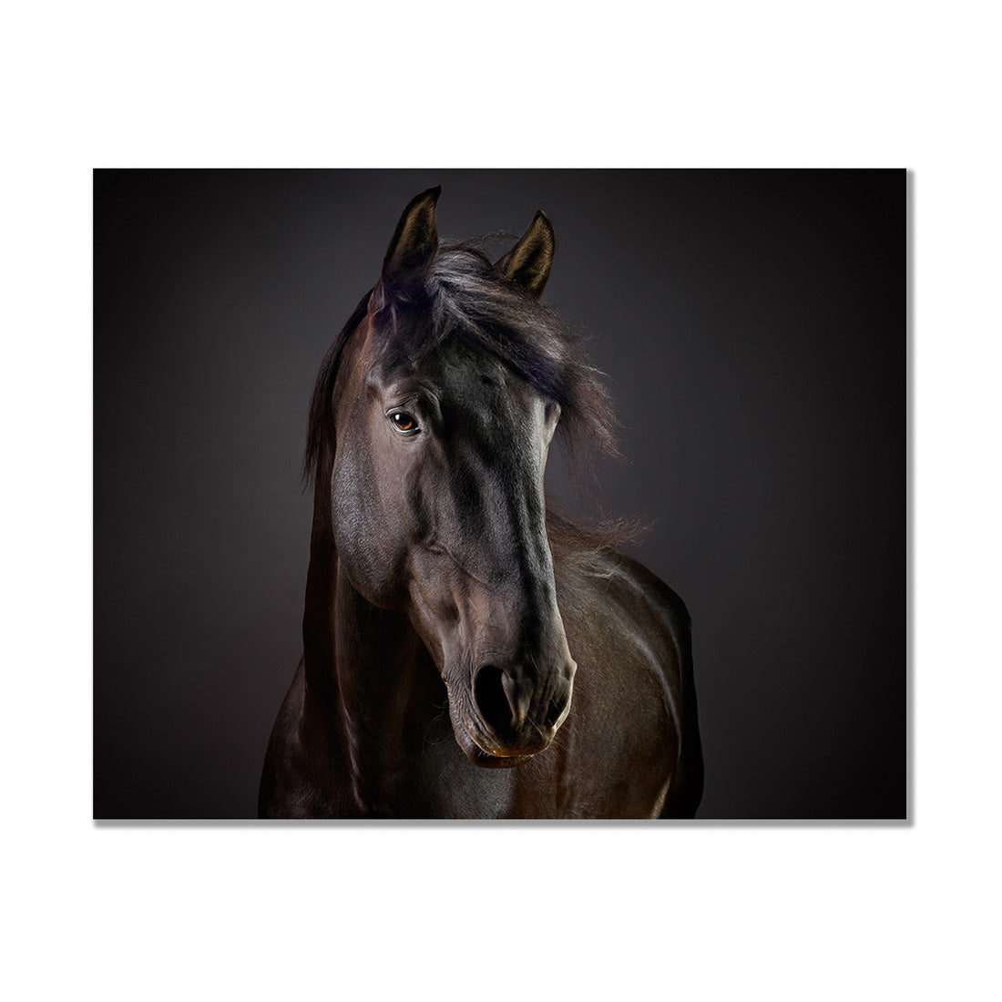 Portrait of Cartola the Lusitano Stallion
