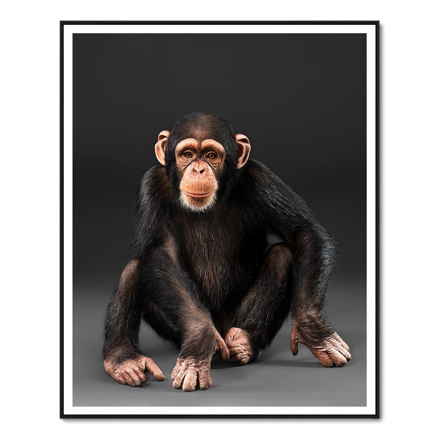 Eli the Chimpanzee No. 1