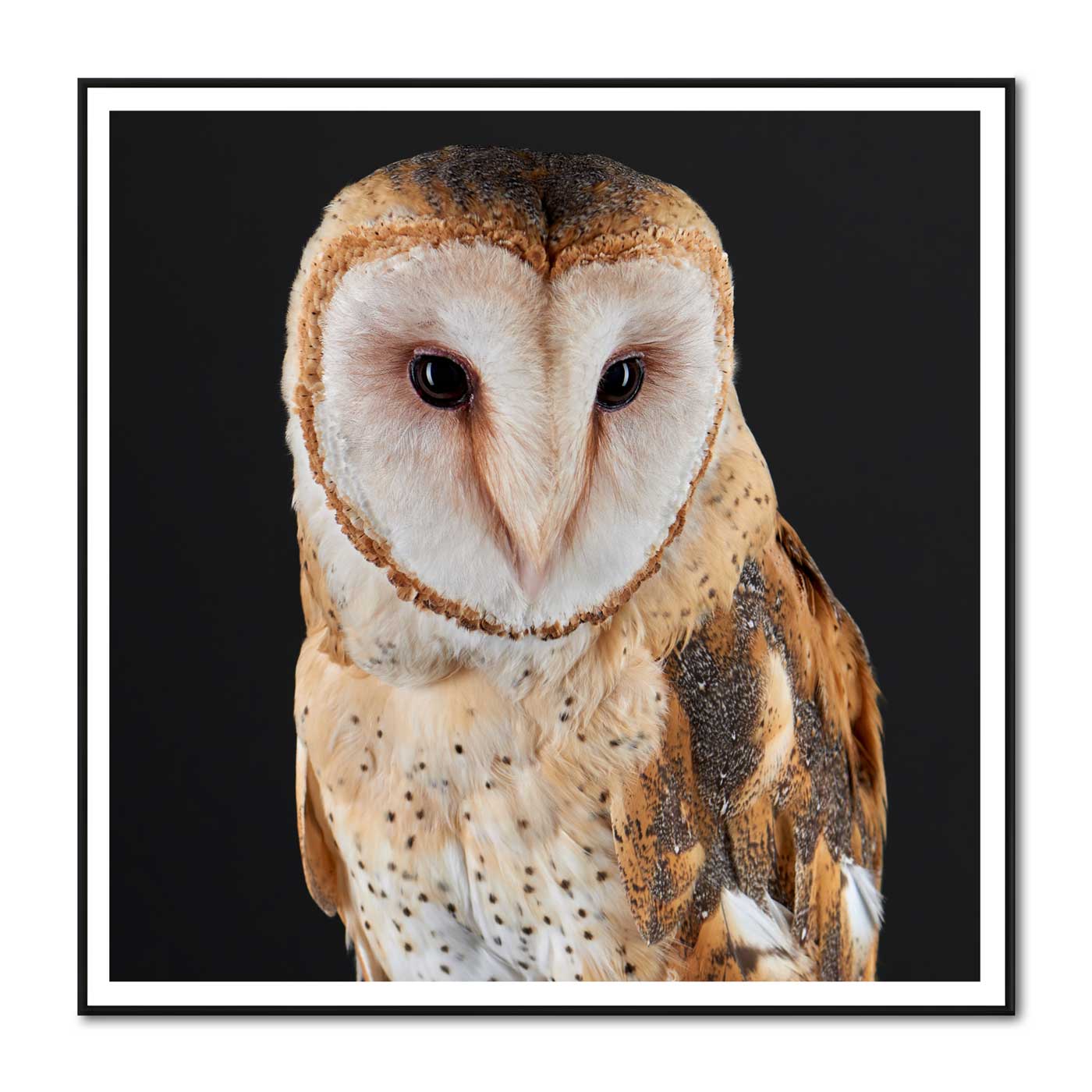 Garbo the Barn Owl