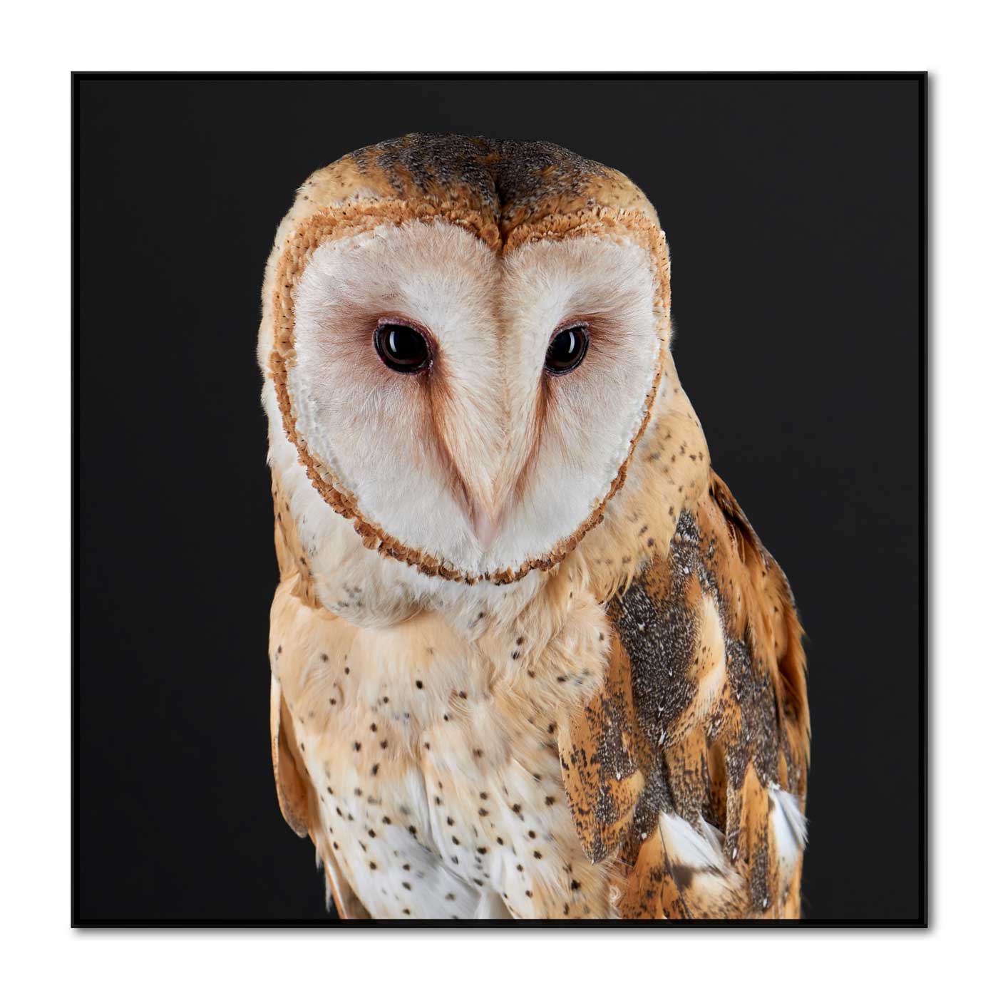 Garbo the Barn Owl