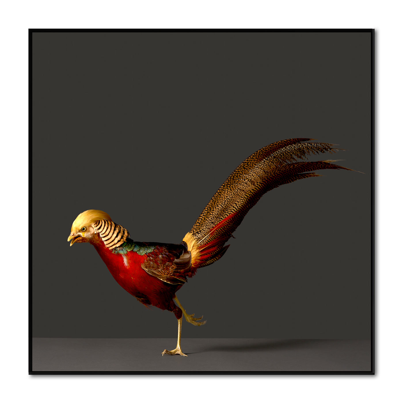 Golden Headed Pheasant #2