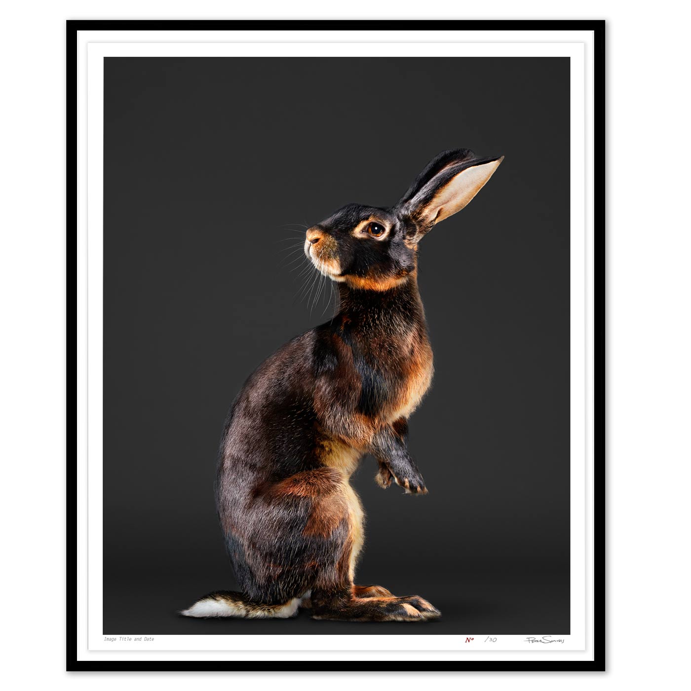 Jack the Belgian Hare