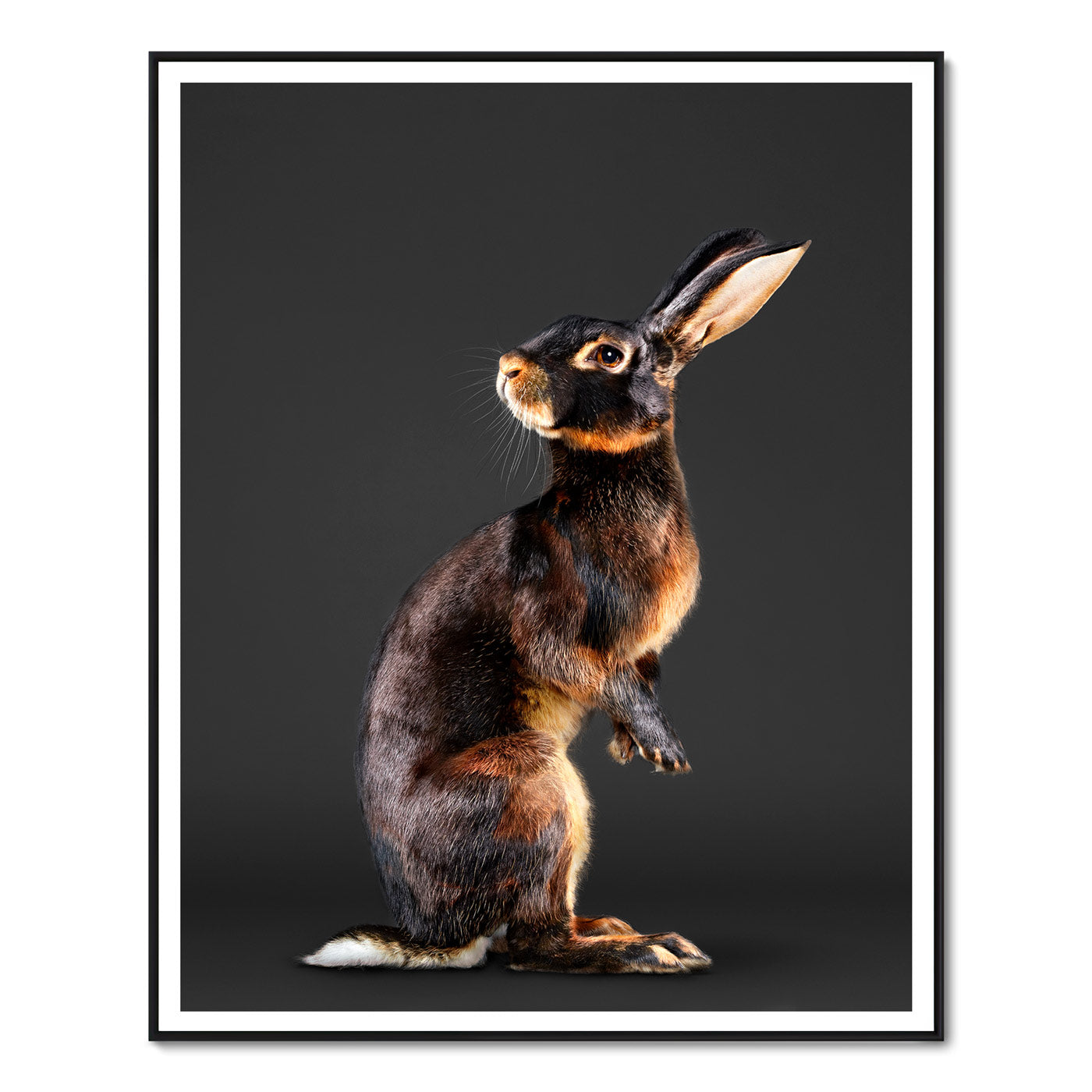 Jack the Belgian Hare