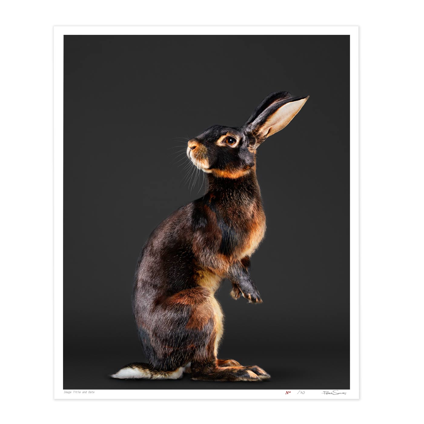 Jack the Belgian Hare