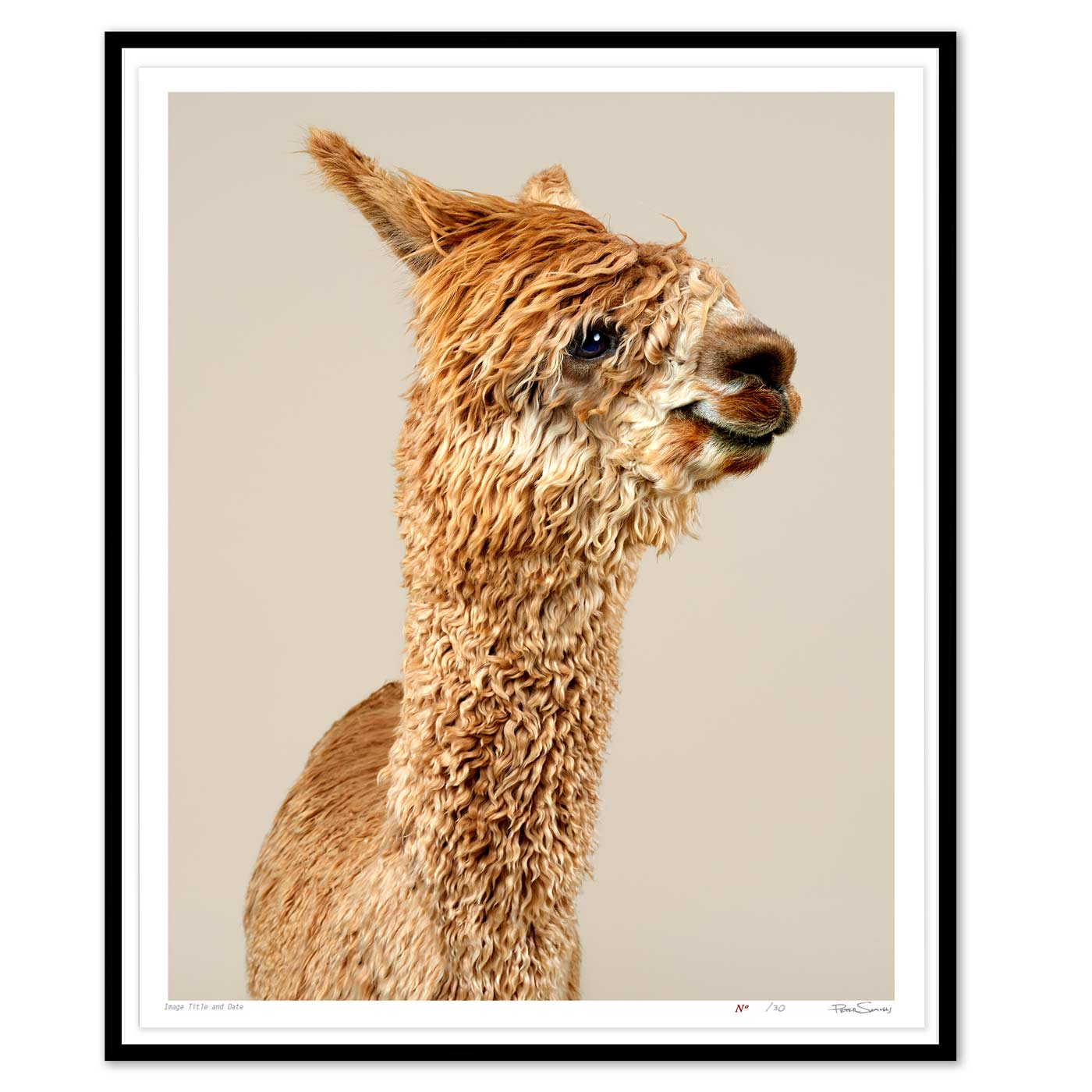 Jatun the Suri Alpaca