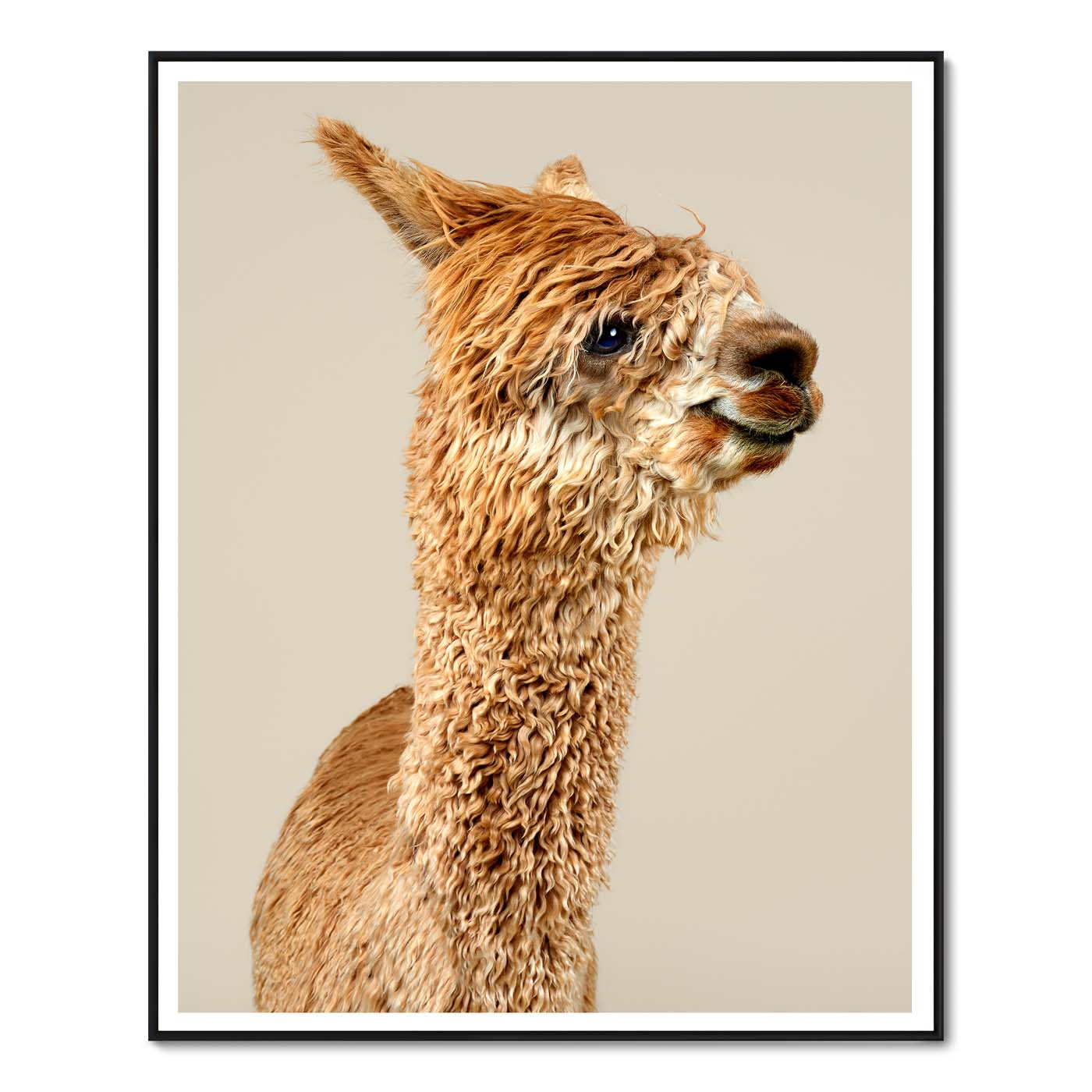 Jatun the Suri Alpaca