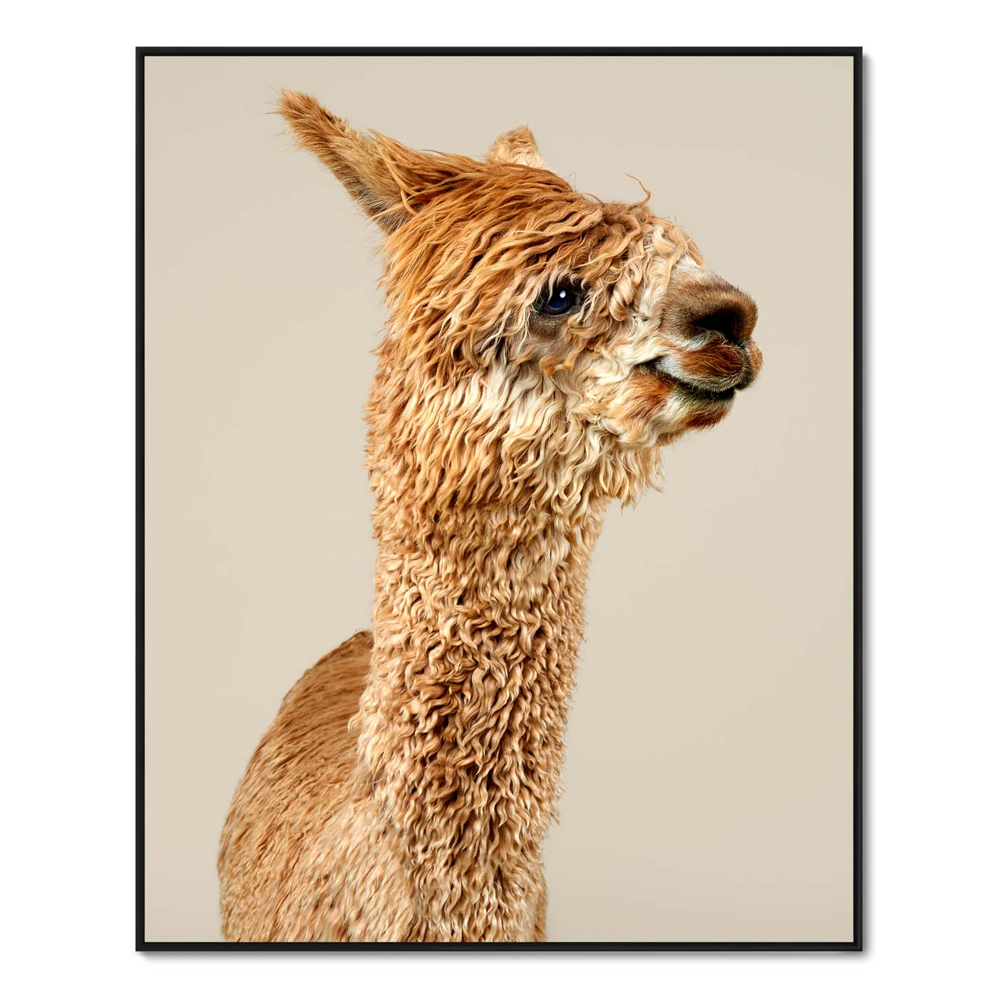 Jatun the Suri Alpaca