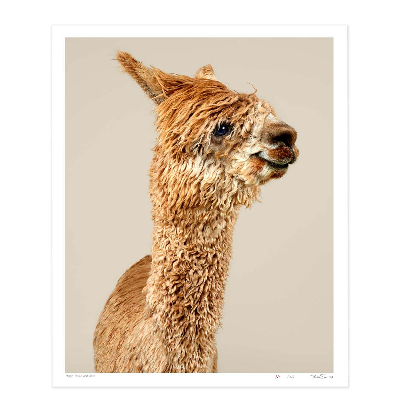 Jatun the Suri Alpaca