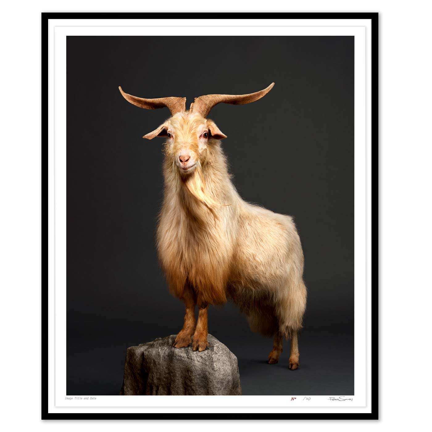 Kristof the Cashmere Goat