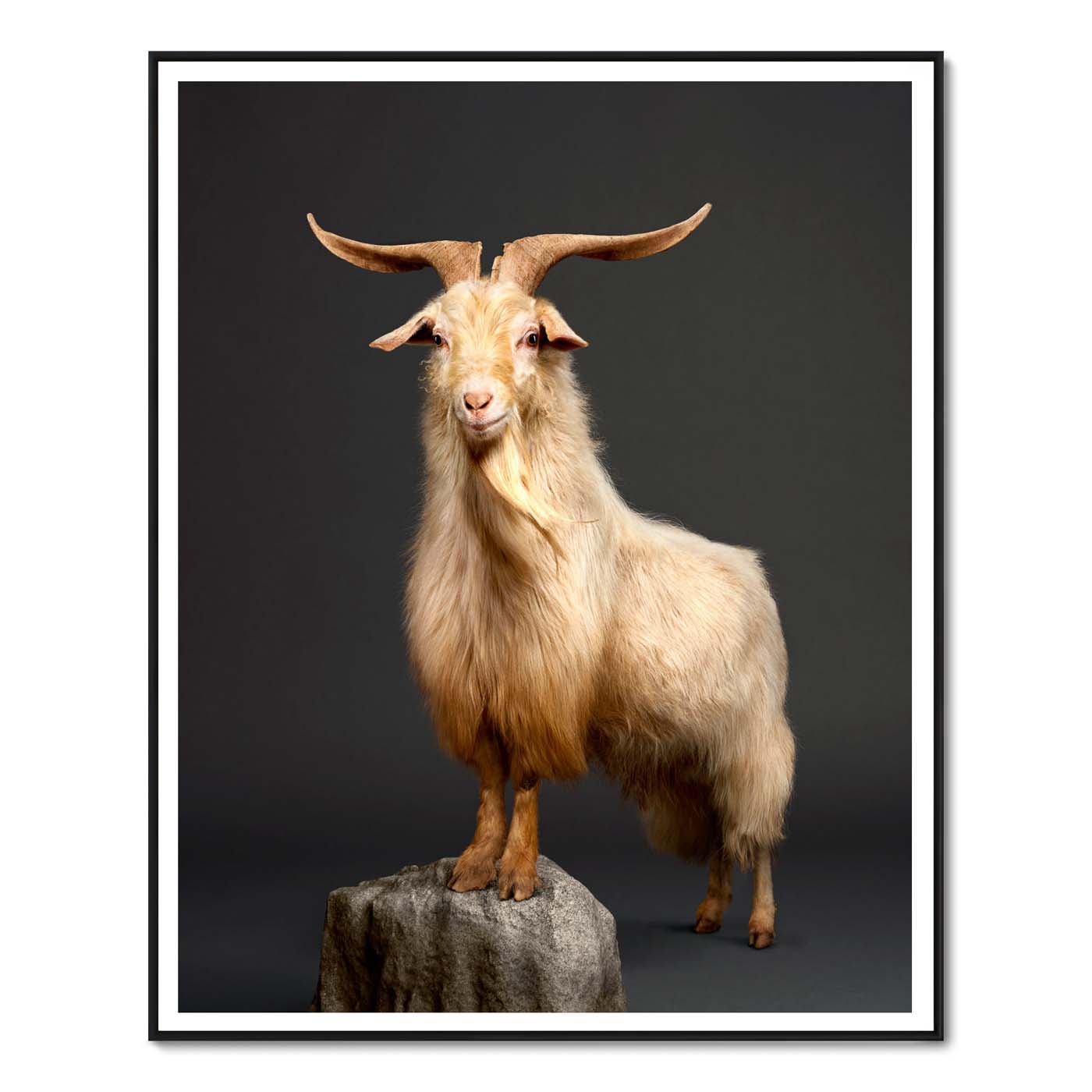 Kristof the Cashmere Goat