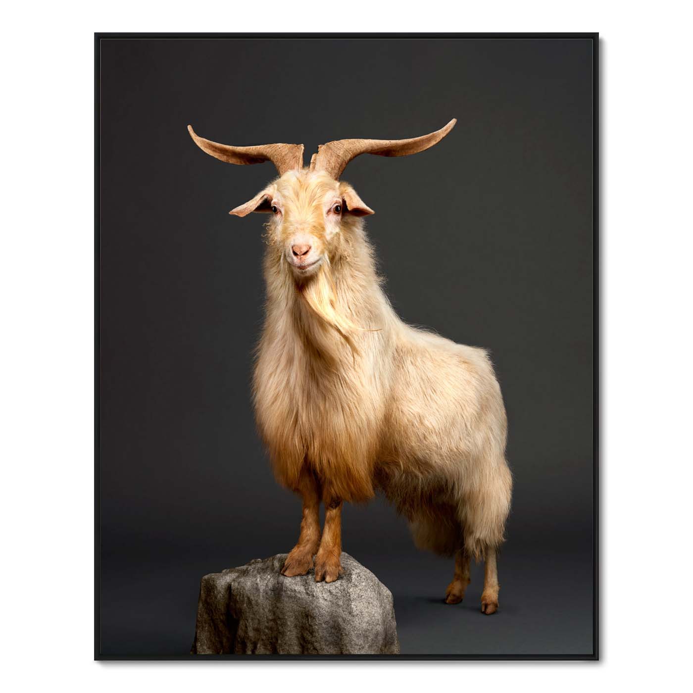 Kristof the Cashmere Goat