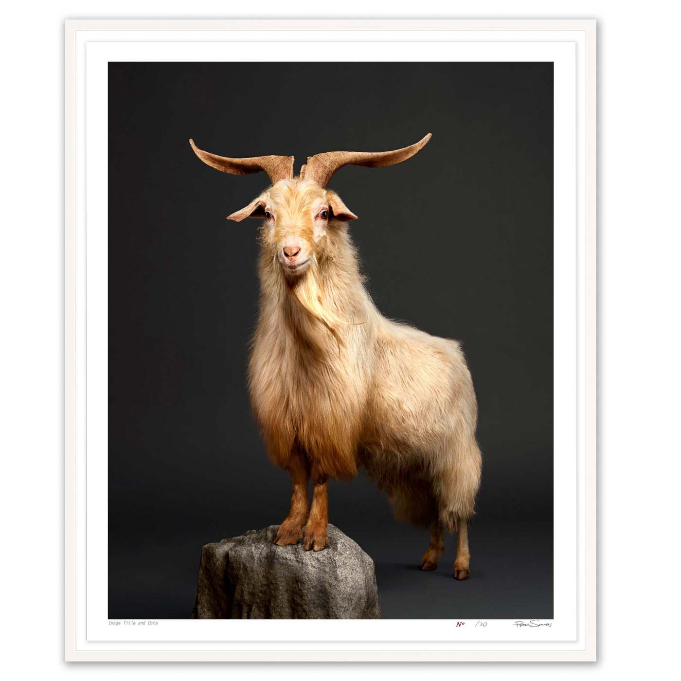 Kristof the Cashmere Goat