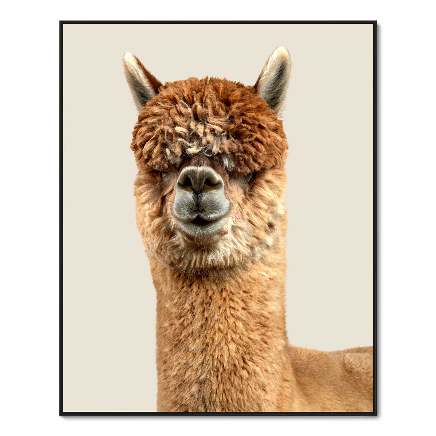 Legend the Huacya Alpaca