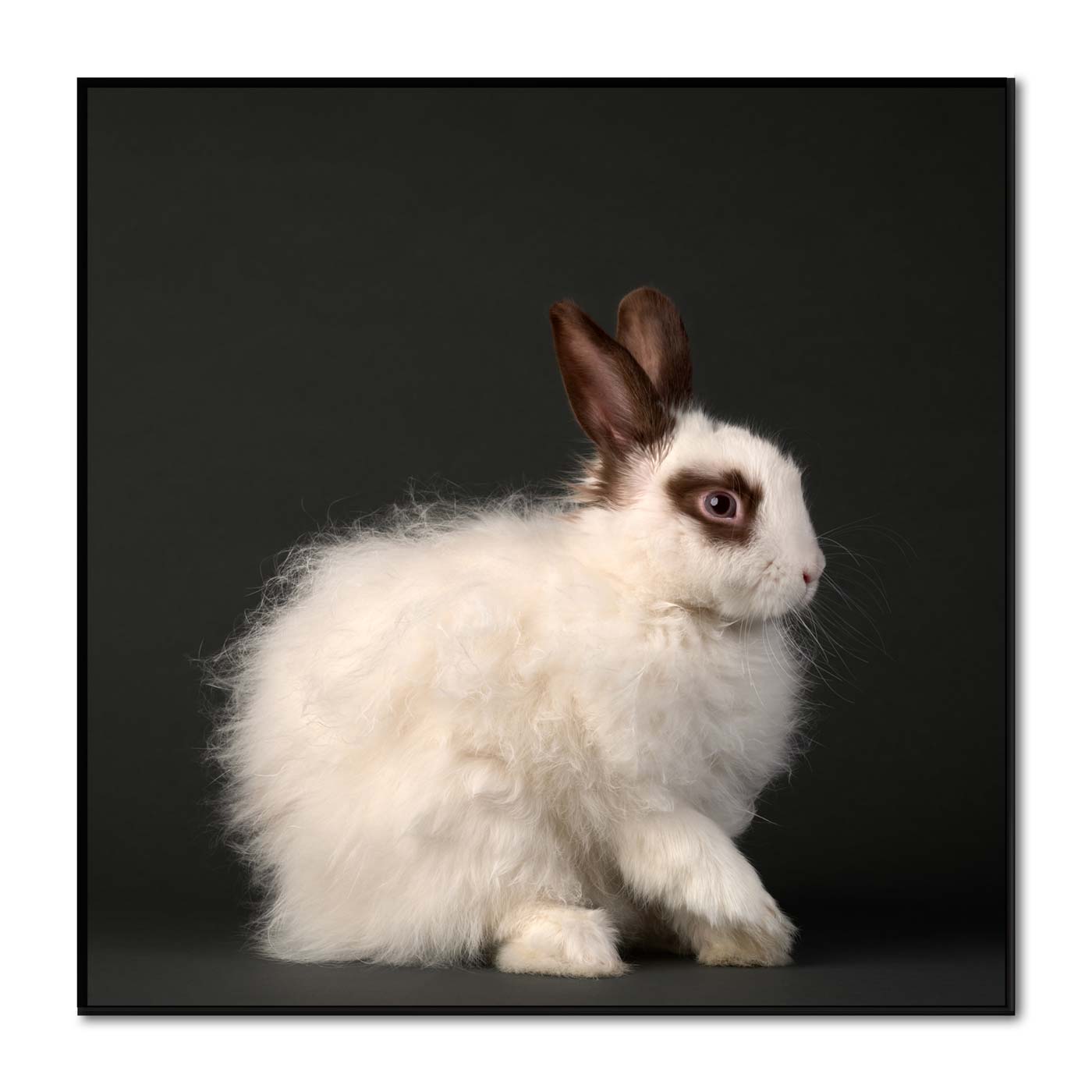 Marilyn Bunroe the Alpaca Rabbit