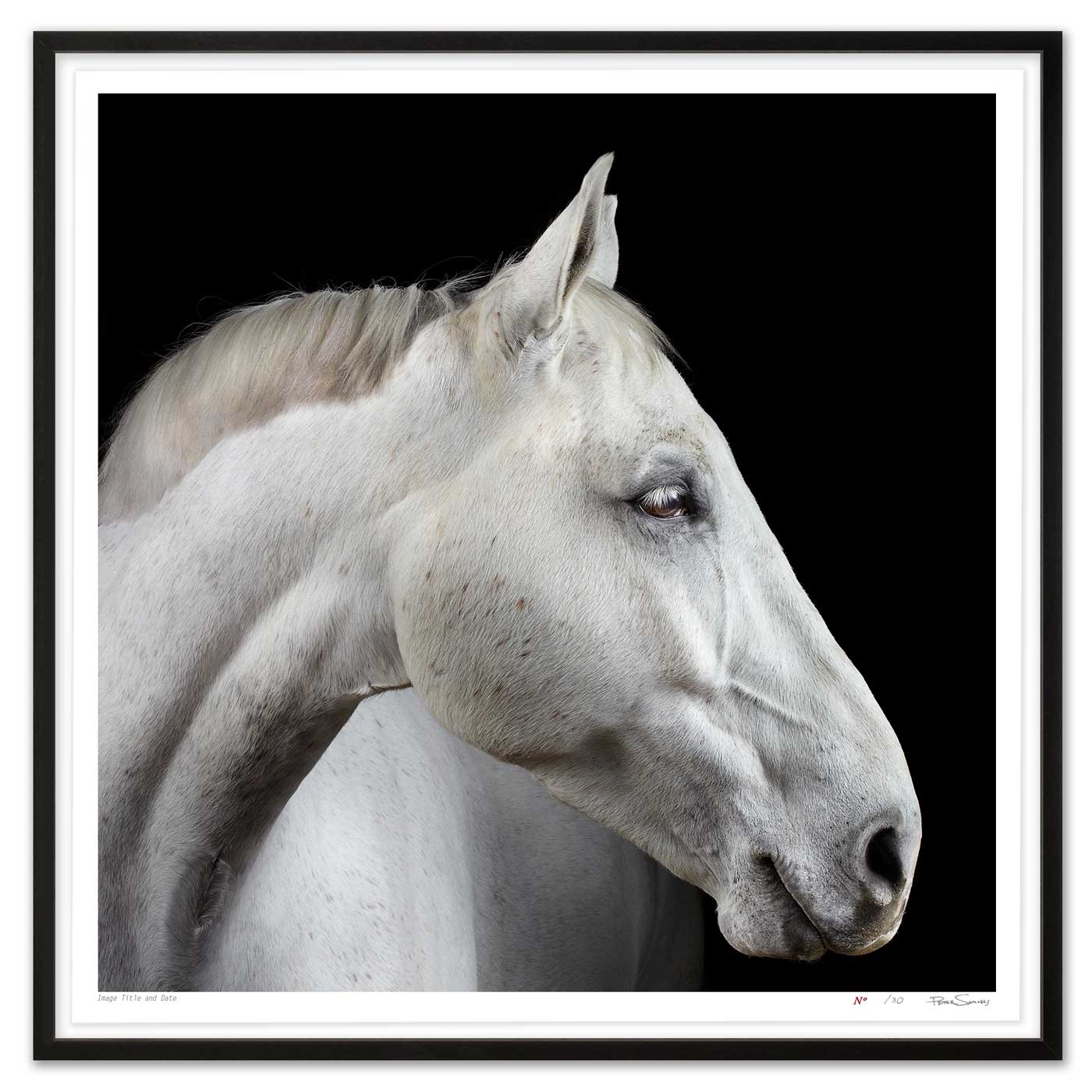 Portrait of Neo the Trakehner
