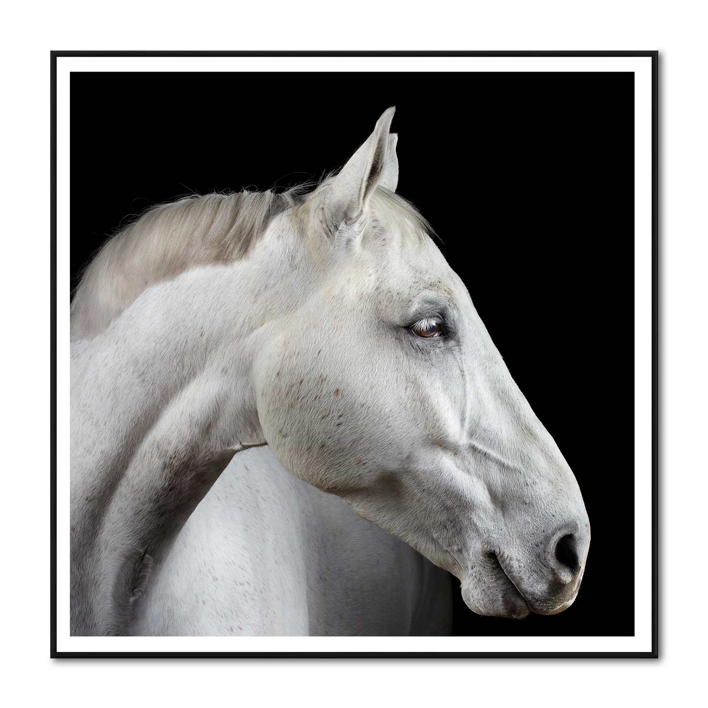Portrait of Neo the Trakehner