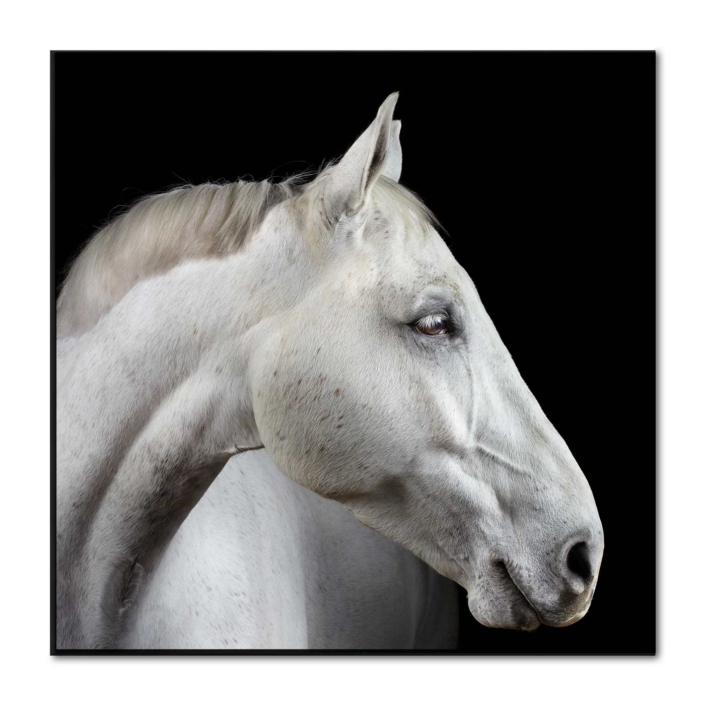 Portrait of Neo the Trakehner
