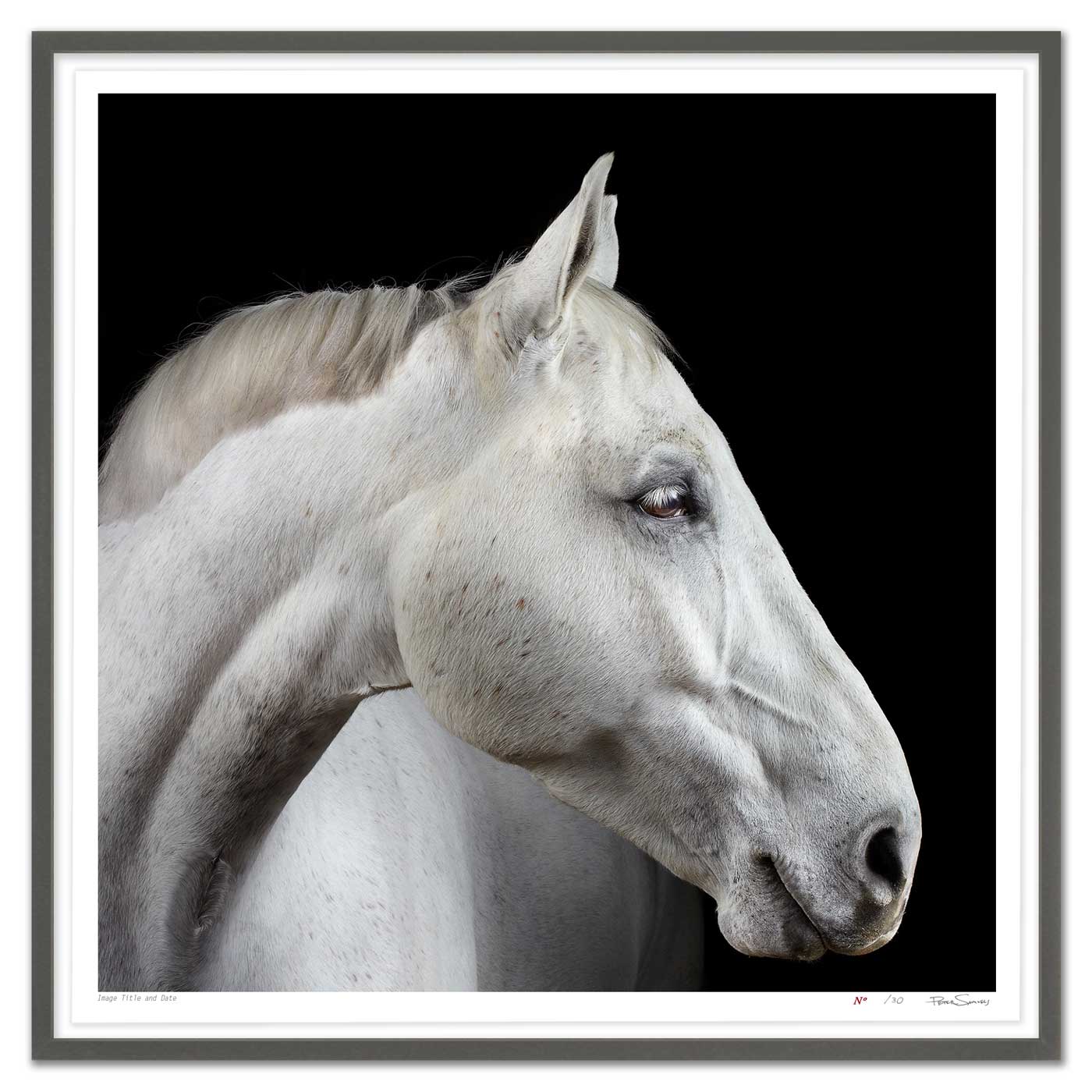 Portrait of Neo the Trakehner