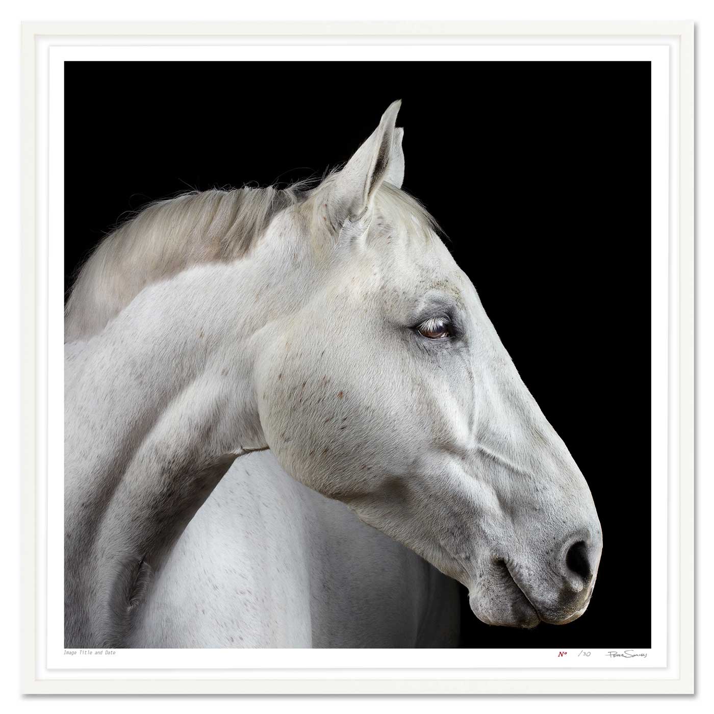 Portrait of Neo the Trakehner