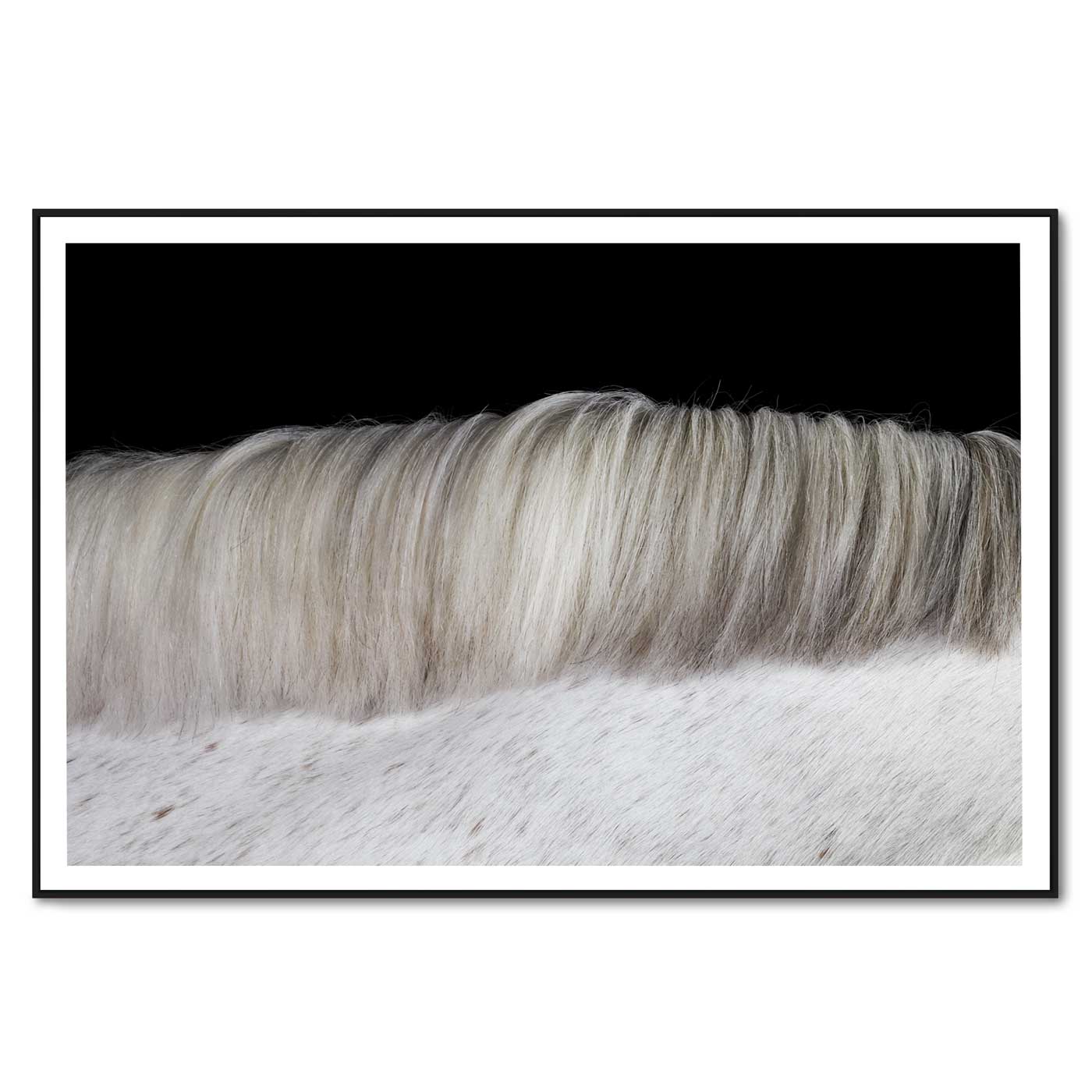 Detail of Neo's mane