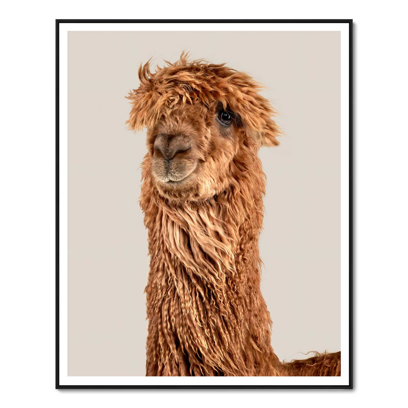 Newly Minted the Suri Alpaca