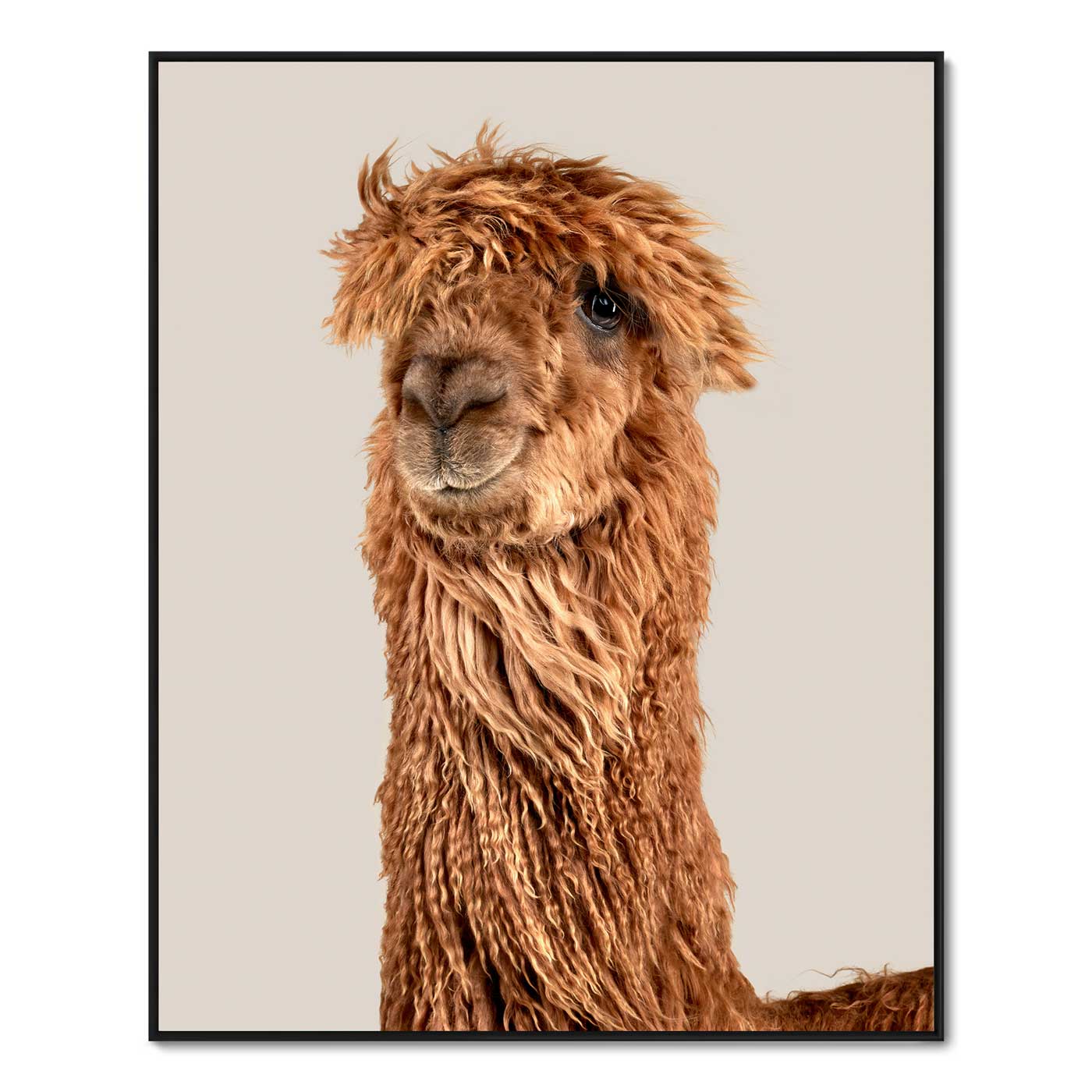 Newly Minted the Suri Alpaca