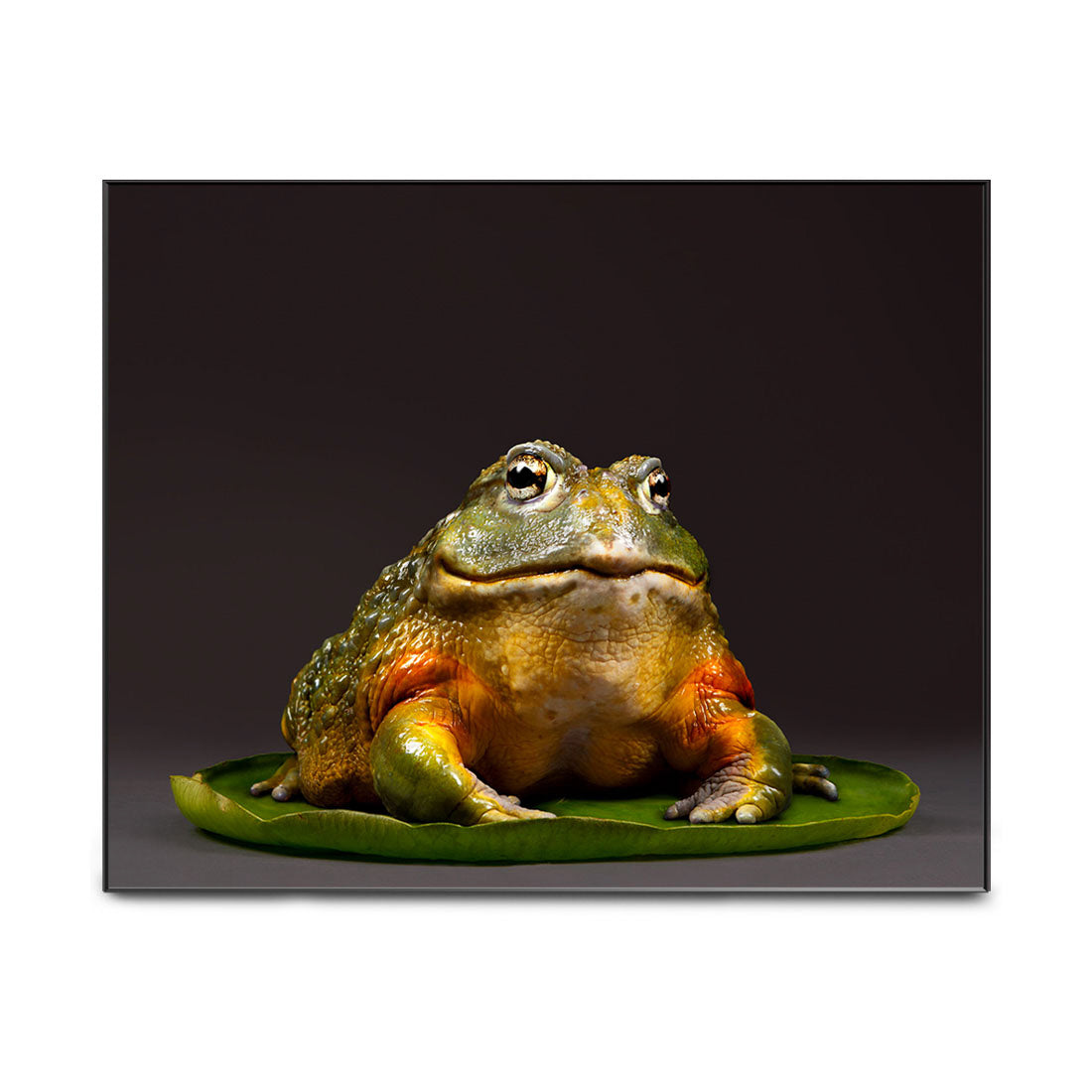 Oberon the Pixie Frog
