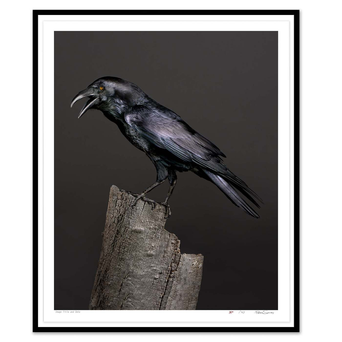 Poe, the half-blind Raven
