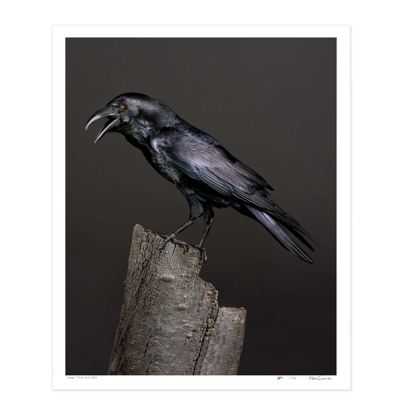 Poe, the half-blind Raven