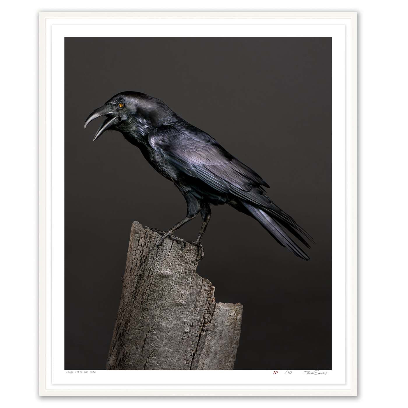 Poe, the half-blind Raven