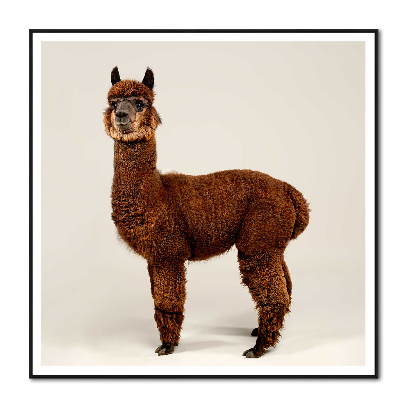 Rah the Huacaya Alpaca, full length
