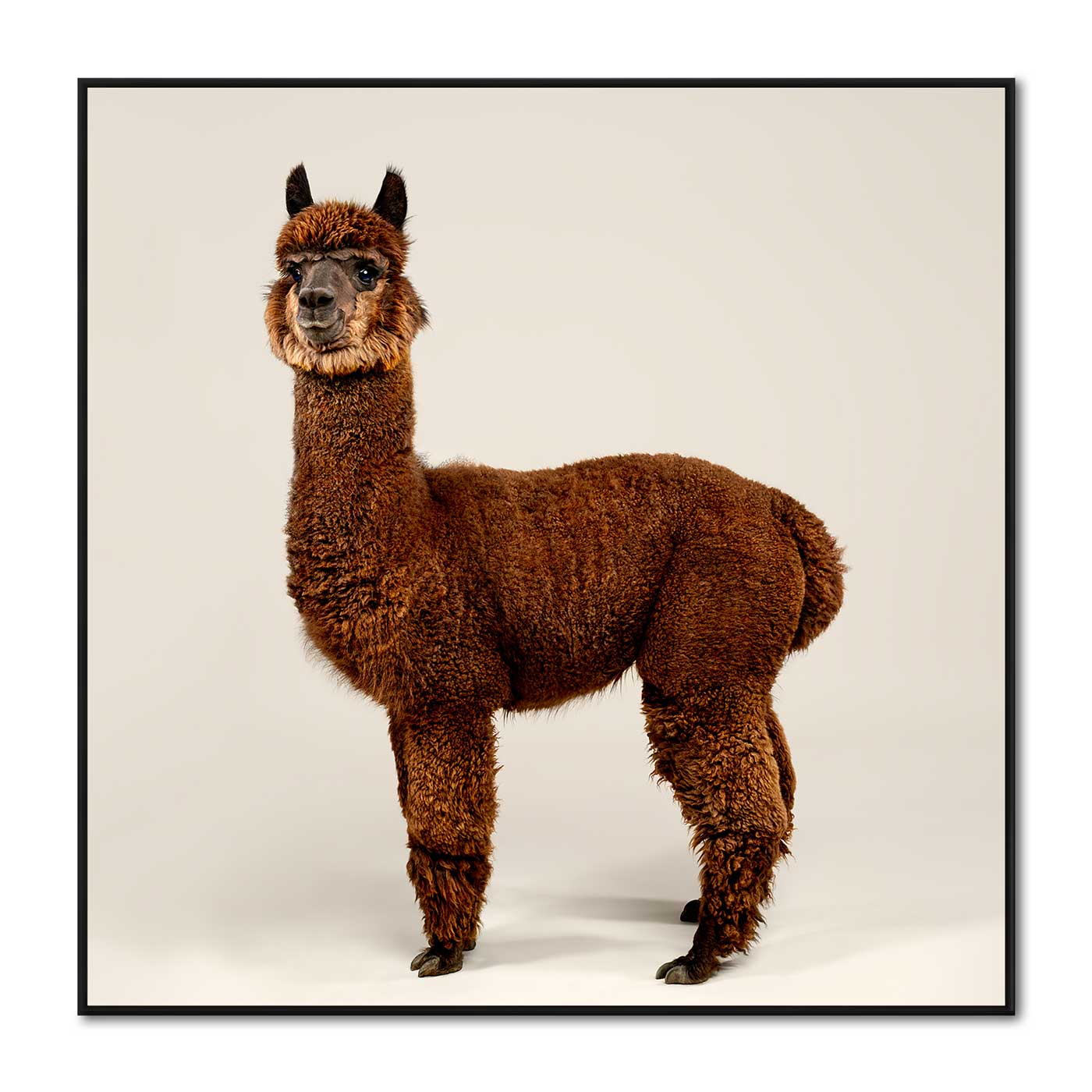 Rah the Huacaya Alpaca, full length