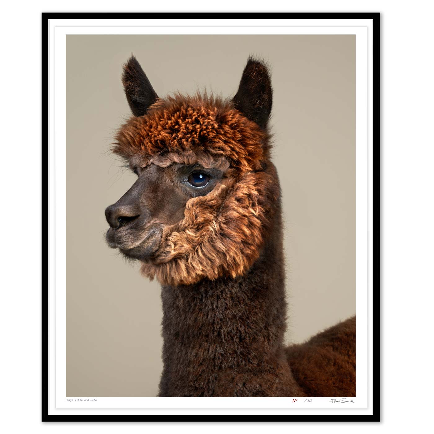 Rah the Huacaya Alpaca