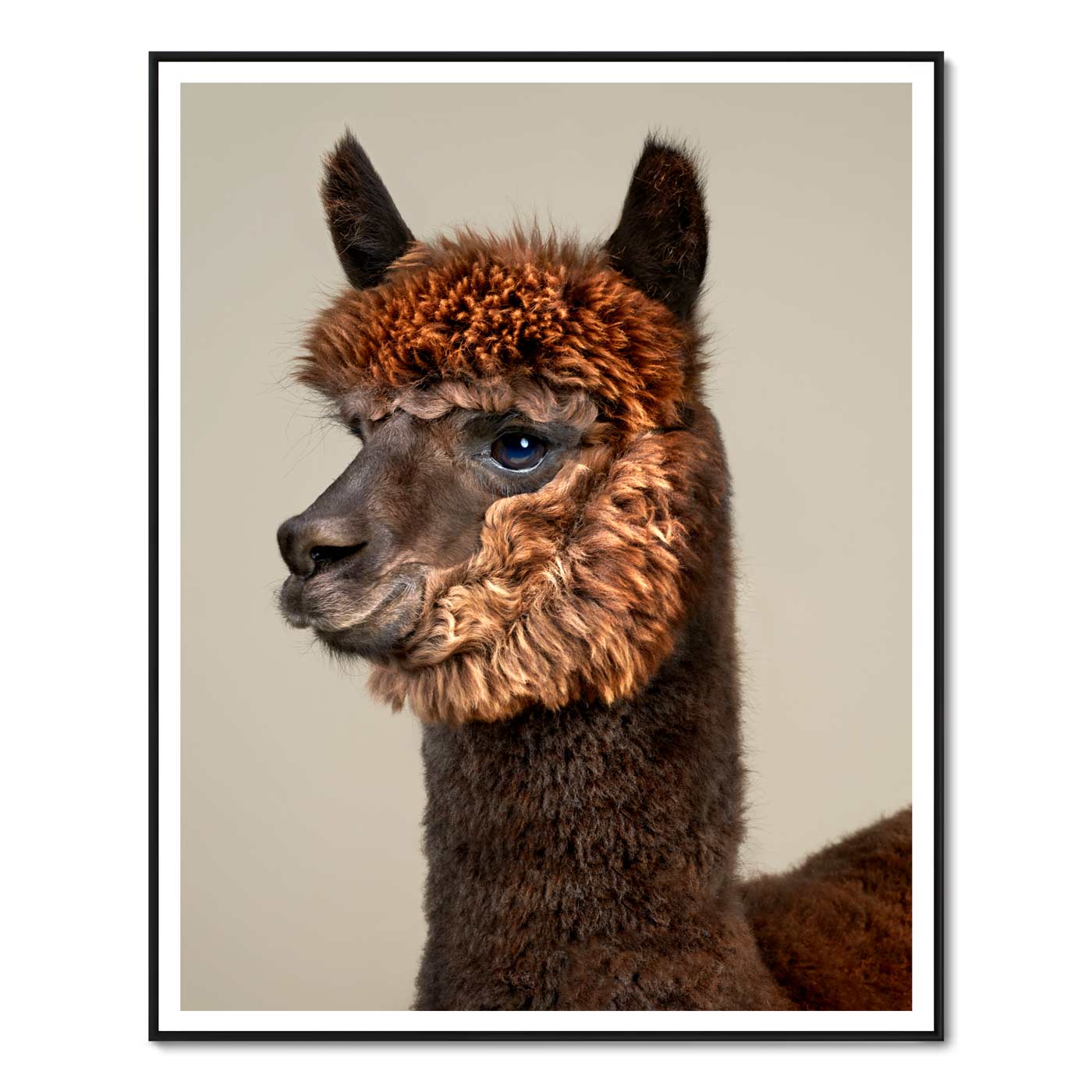 Rah the Huacaya Alpaca