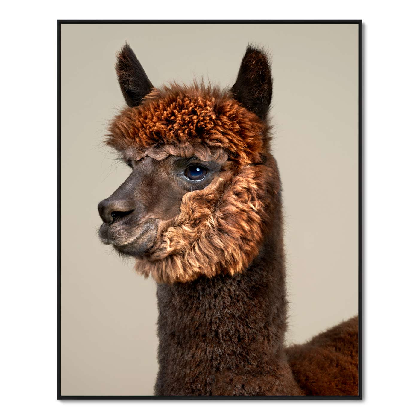 Rah the Huacaya Alpaca