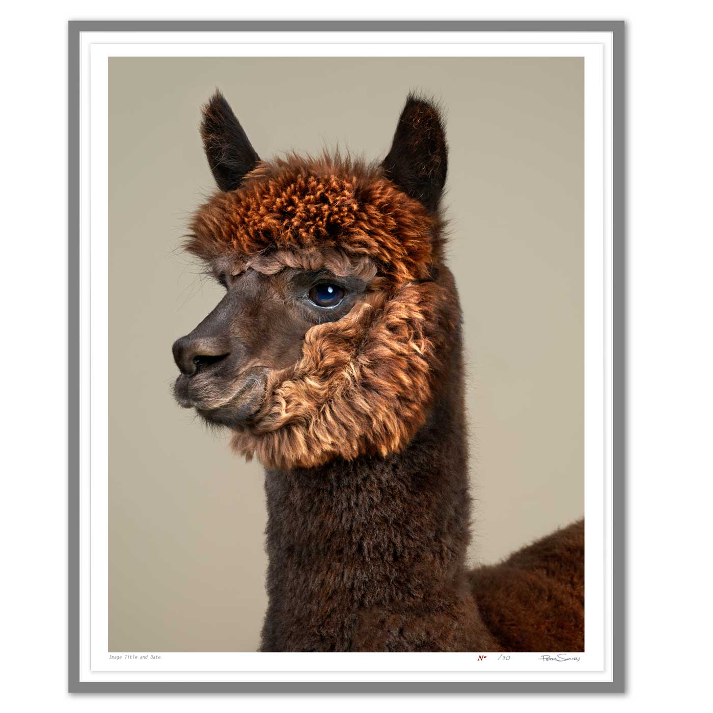Rah the Huacaya Alpaca