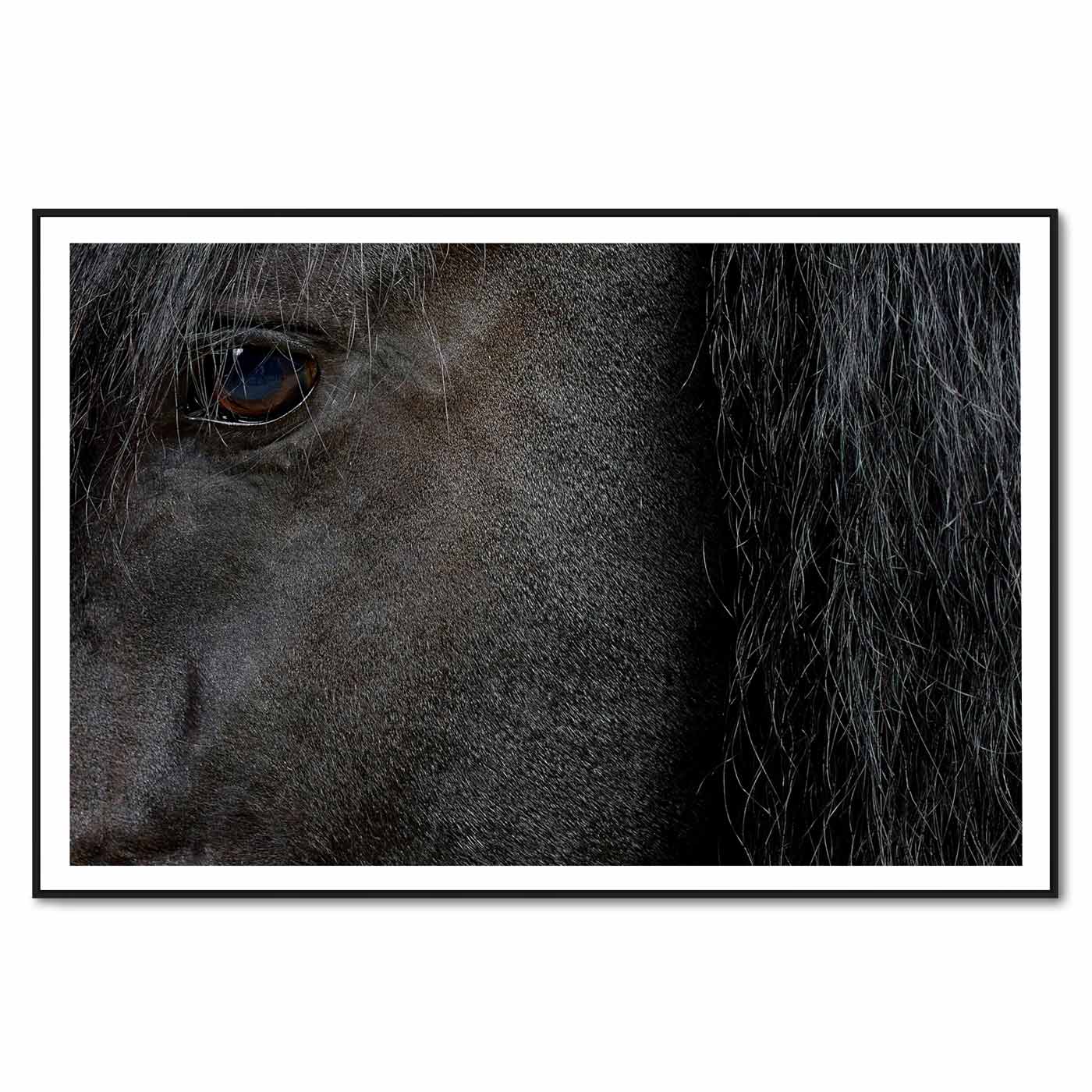 Roelof the Black Friesian Horse No.2