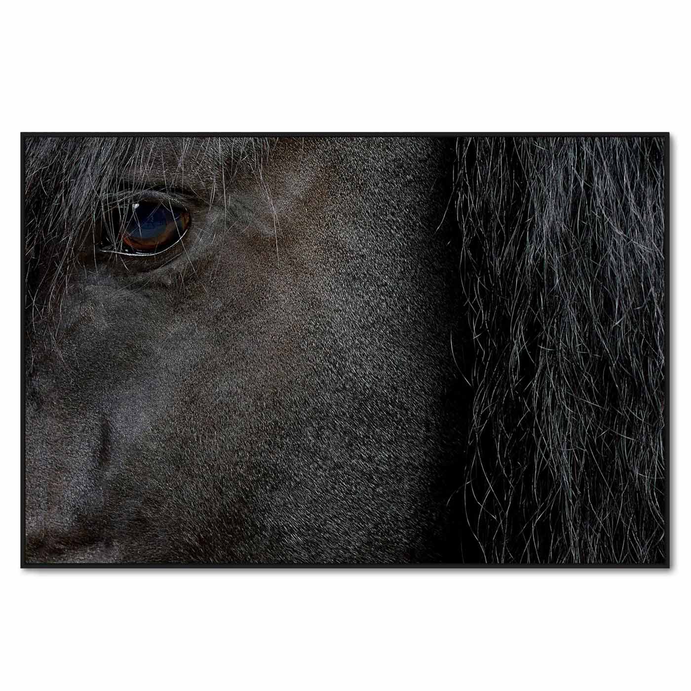 Roelof the Black Friesian Horse No.2