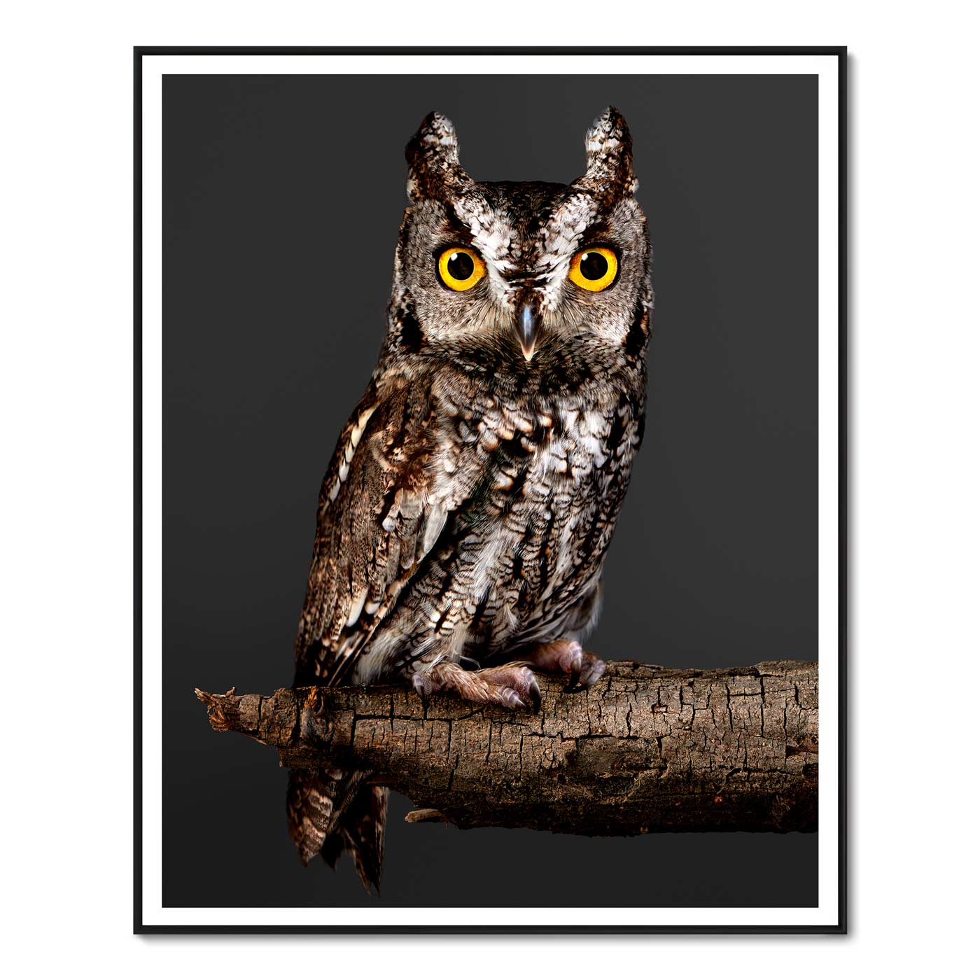 Screech the Western Screech Owl