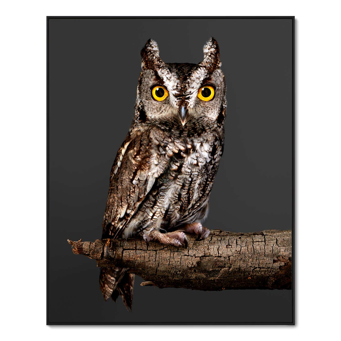 Screech the Western Screech Owl