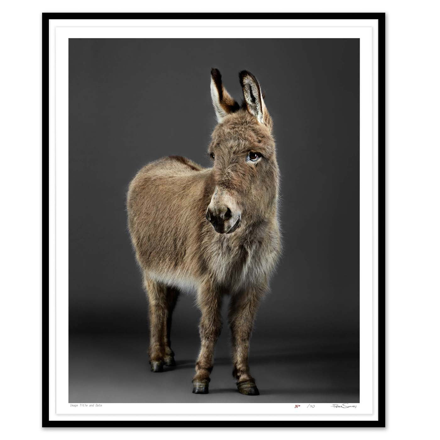 Stanley the Donkey