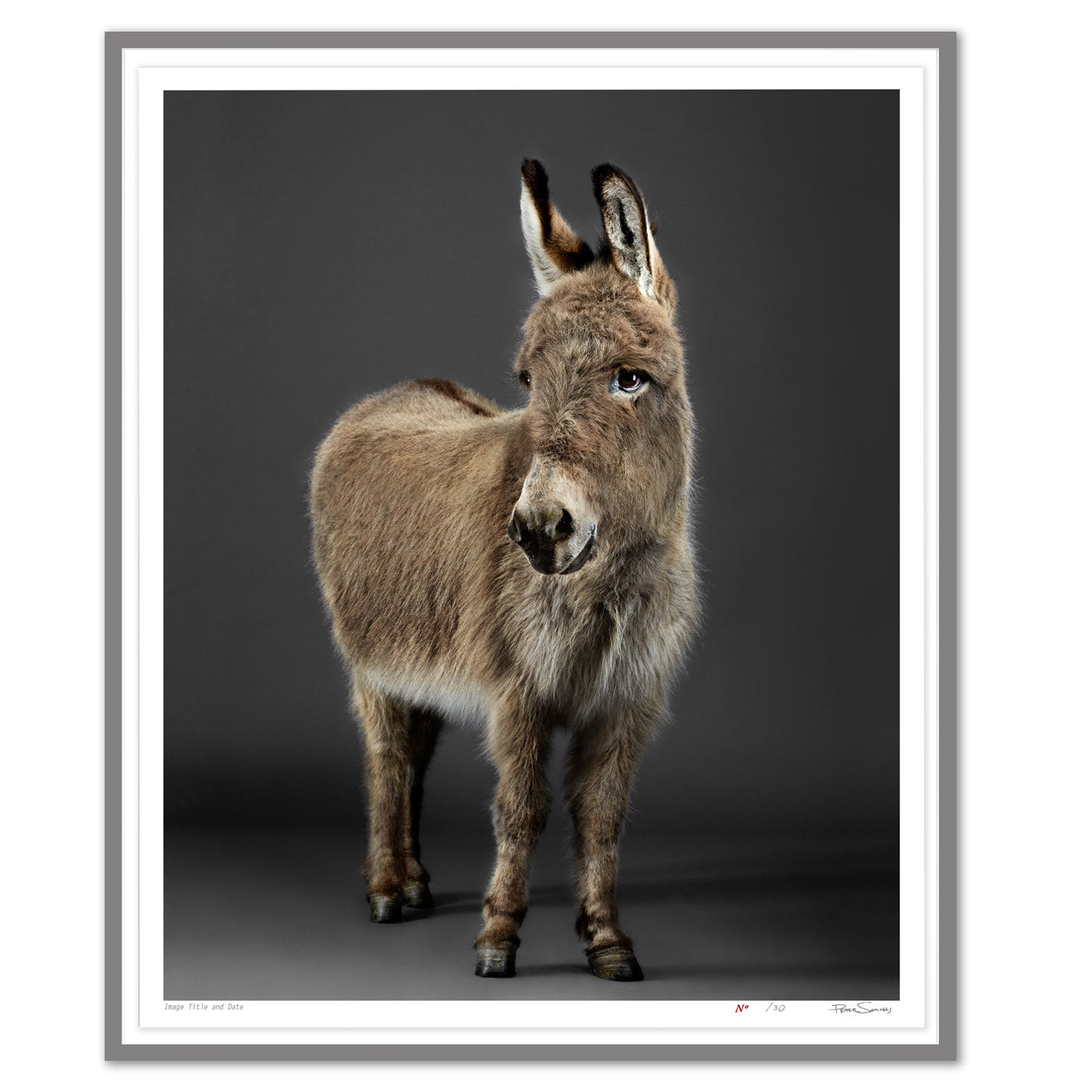 Stanley the Donkey