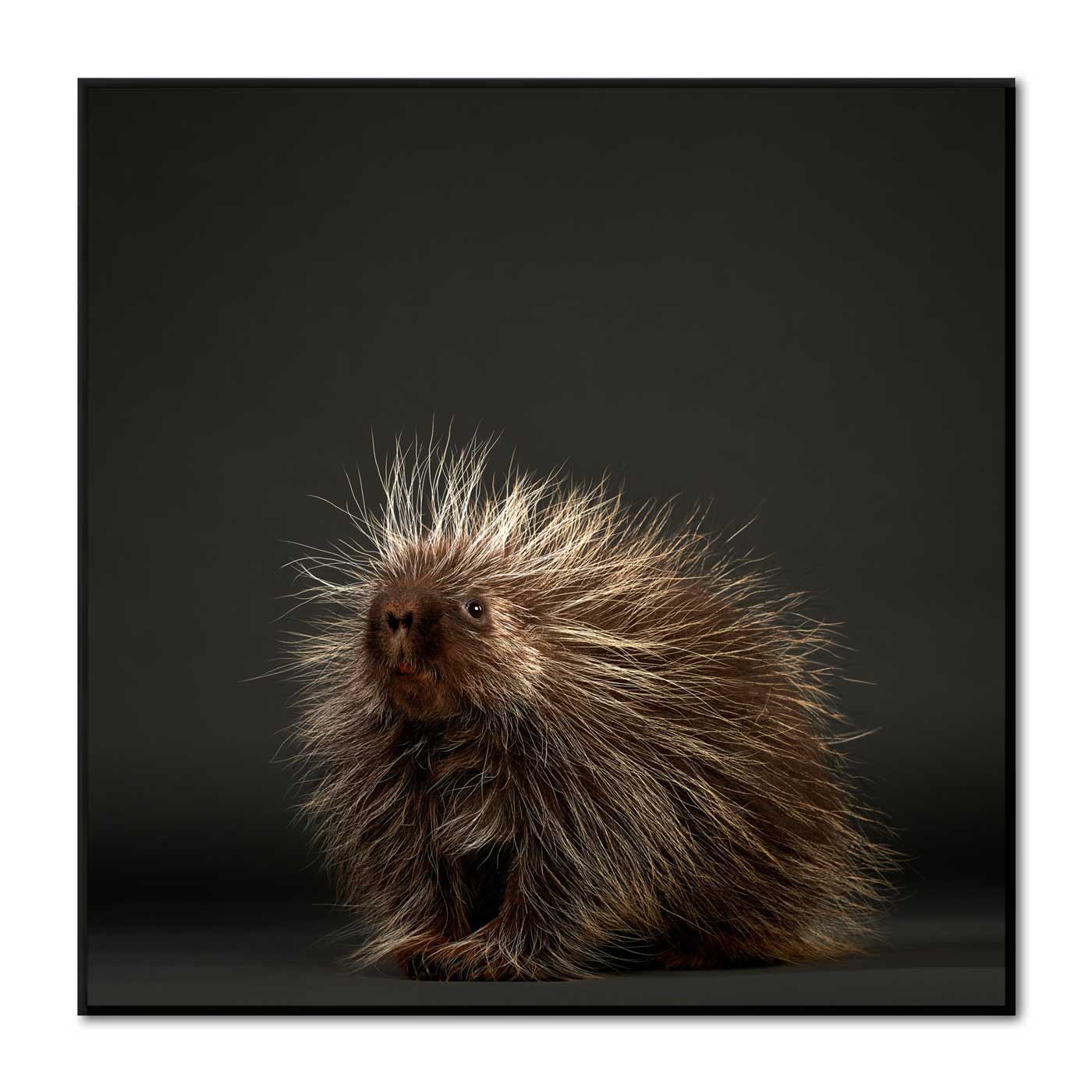 Stickers the Baby Porcupine No. 2