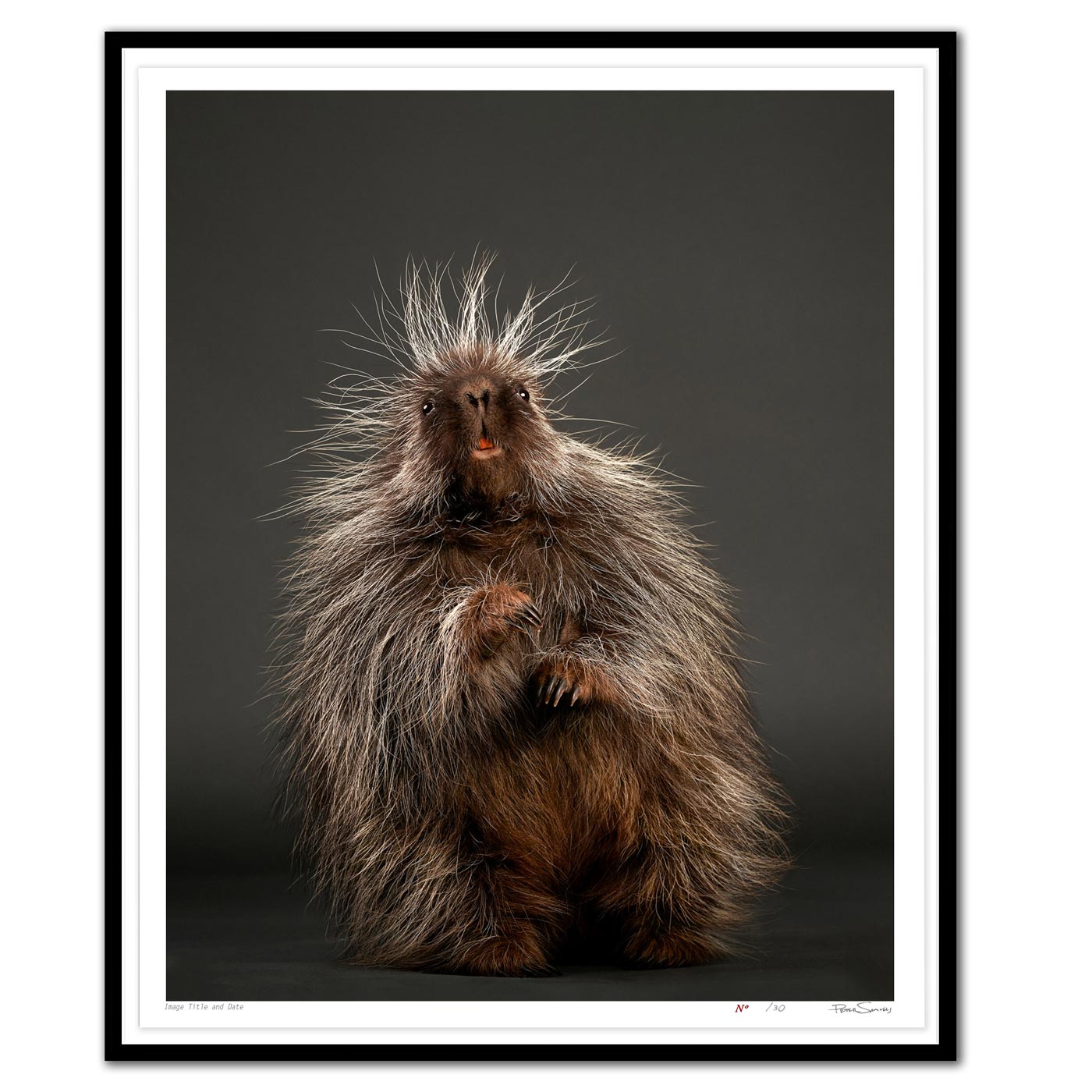 Stickers the Baby Porcupine