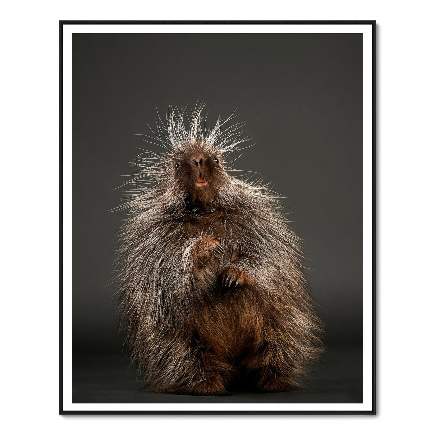 Stickers the Baby Porcupine