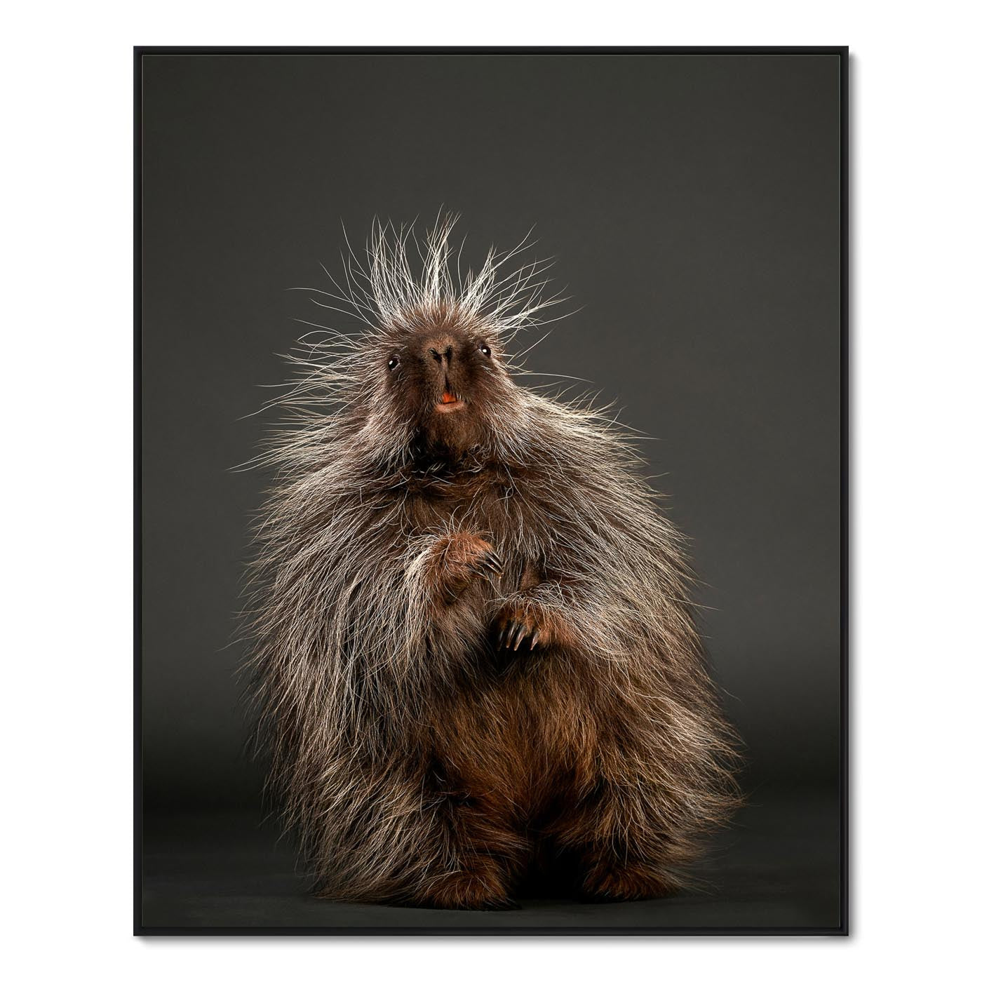 Stickers the Baby Porcupine
